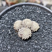 231号群生松针牡丹2.6cm