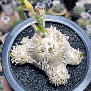 60号实生惠比大黑8.5cm