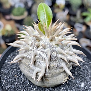 172号实生象牙玉4.3cm