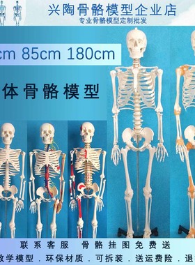 45 85  170cm人体骨骼模型美术瑜伽教学摆件小白骷髅全身脊椎骨架