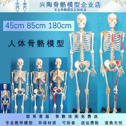 45 85  170cm人体骨骼模型美术瑜伽教学摆件小白骷髅全身脊椎骨架