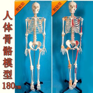 骨架模型骨骼骷髅可动可拆仿真