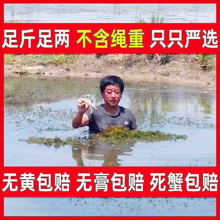 活蟹固城湖大闸蟹鲜活2.5两3两3.5两4两全母螃蟹全公河蟹海鲜特大