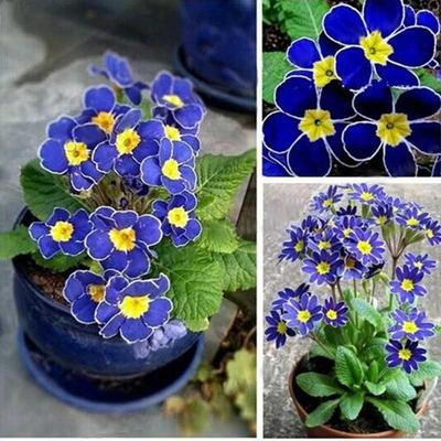 100pcs Rare Blue Evening Primrose Flower Seeds Primula Malac