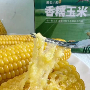 敖汉玉米内蒙香糯甜黄金小粒香糯玉米内蒙古特产8穗1.8kg美蒙草原