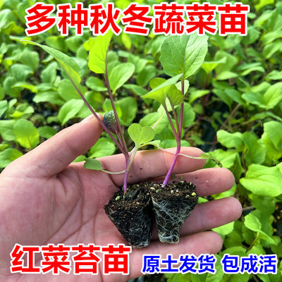 红菜苔苗白菜秧苗花菜苗西兰花苗乌塌菜莴笋苗耐寒秋冬叶菜蔬菜苗