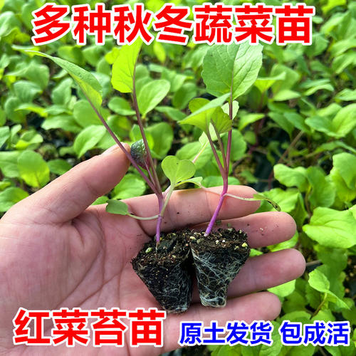 红菜苔苗白菜秧苗花菜苗西兰花苗乌塌菜莴笋苗耐寒秋冬叶菜蔬菜苗