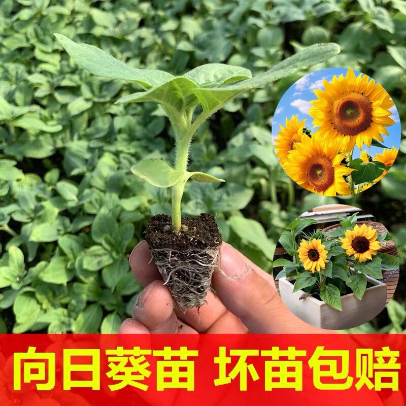 向日葵苗多头向日葵秧苗种子种籽盆栽观赏葵花苗食用种苗阳台盆栽