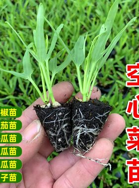 四季空心菜苗带根原土盆栽苗子