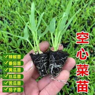 四季空心菜苗耐高温三叉高产大叶柳叶空心菜秧苗带根带土盆栽苗子