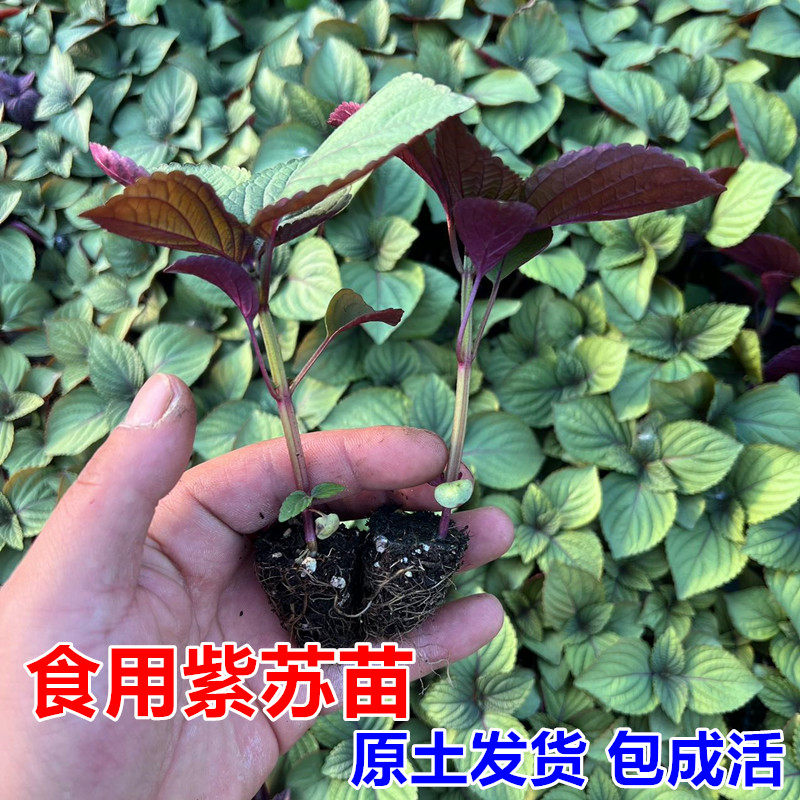 紫苏苗新鲜大叶紫苏幼苗四季阳台盆栽带土带根种植易种活现起发货