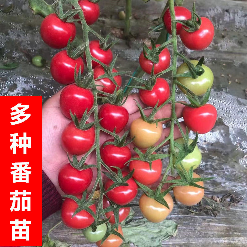 蔬菜苗辣椒苗番茄苗西红柿苗西瓜茄子苗圣女果苗黄瓜四季种植秧苗