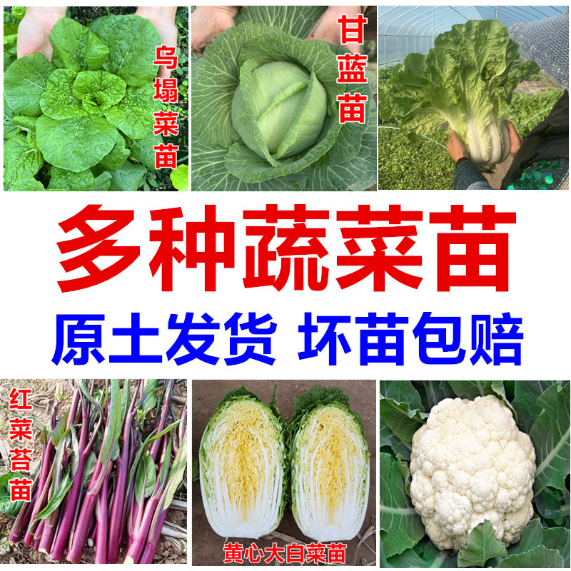 大白菜苗秧苗花菜西蓝花苗乌塌菜油麦菜生菜莴笋秋冬耐寒蔬菜种苗