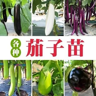 四季茄子苗秧苗蔬菜苗南方种嫁接杭茄一号线圆紫茄子树苗皮簿高产