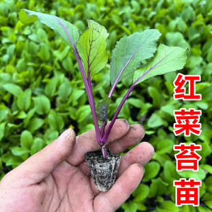 红菜苔苗白菜秧苗花菜苗西兰花苗乌塌菜莴笋苗耐寒秋冬叶菜蔬菜苗