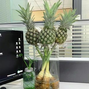 香水小菠萝黑凤梨观赏鲜切花新鲜水养可食用水培装饰鲜花空气清新