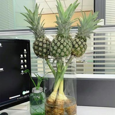 香水小菠萝黑凤梨观赏鲜切花新鲜水养可食用水培装饰鲜花空气清新
