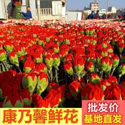 康乃馨母亲节新鲜鲜花云南云南昆明基地直发花束水养礼物插花