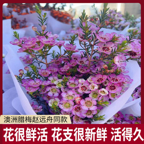 澳洲腊梅鲜花云南昆明直发冬季家用插花水养鲜切花银柳婚庆喜庆花