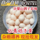 农家鸽子蛋新鲜30枚600克土鸽现捡孕妇宝宝辅食杂粮喂养农场直发