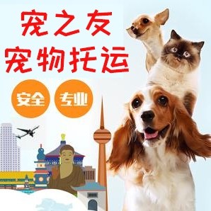 宠物托运服务全国猫咪狗狗空运火宠物托运