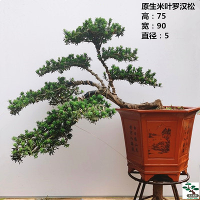 米叶罗汉松树桩盆景盆栽包邮