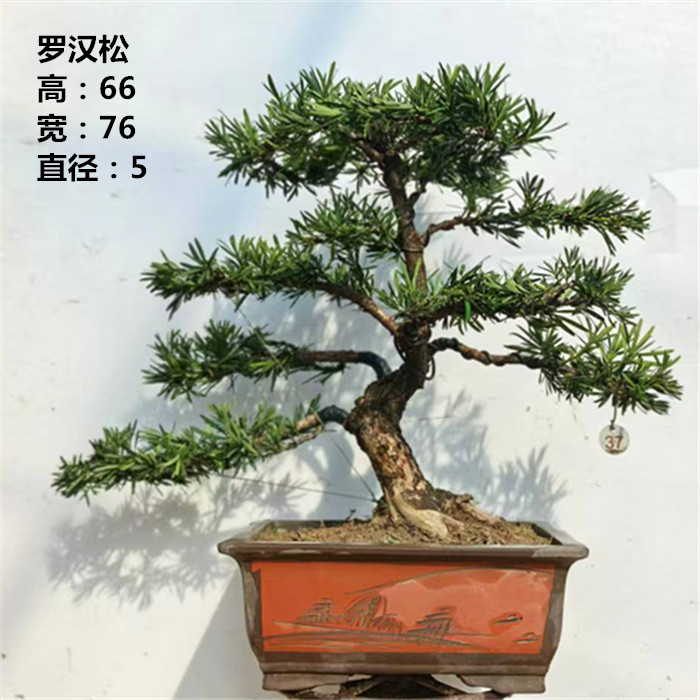 实拍 原生雀舌罗汉松造型树盆景阳台客厅好养实物常青 包邮