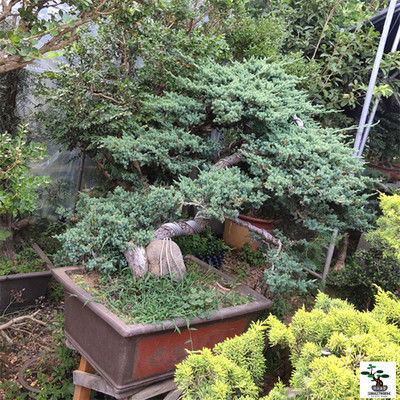 实拍 精品铺地柏盆景 文人造型耐寒盆栽 常青好养古树桩 实物包邮