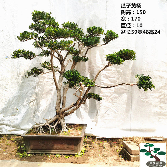 实拍 大型临水造型黄杨盆景树 名贵小叶瓜子黄杨老盆口 实物 包邮