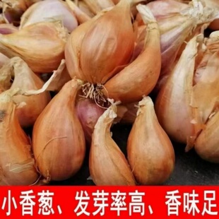 四川黄葱头铁杆葱白葱火葱四季小香葱新鲜红葱头细葱食用熬油盆栽