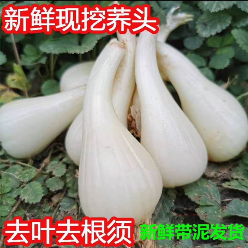 新鲜荞头藠头教头现挖茭头鹅霸腿农家自种叫头四川泡菜嫩乔头葱头 水产肉类/新鲜蔬果/熟食 其它 原图主图