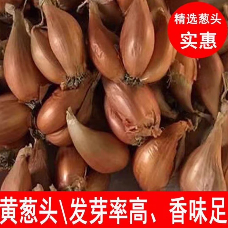 新鲜黄葱头铁杆葱头白葱四季香葱