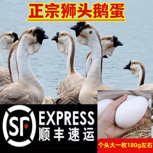 新鲜鹅蛋农家散养孕妇鹅蛋散养
