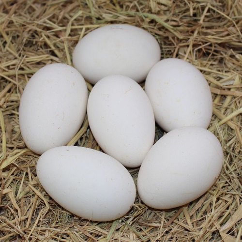 超大双黄蛋新鲜狮头鹅蛋农村散养