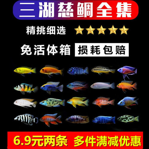 三湖鲷鱼活体淡水热带鱼马鲷坦鲷