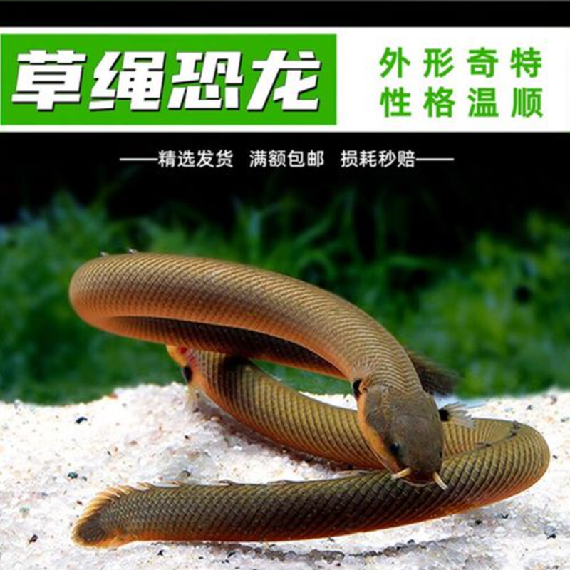 草绳恐龙鱼热带观赏鱼活体淡水鱼缸水草缸草绳鱼生态鱼热带鱼古缸