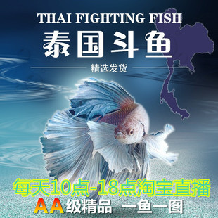泰国斗鱼活鱼包邮巨斗半月暹罗展示级大斗练手鱼热带鱼观赏鱼活体