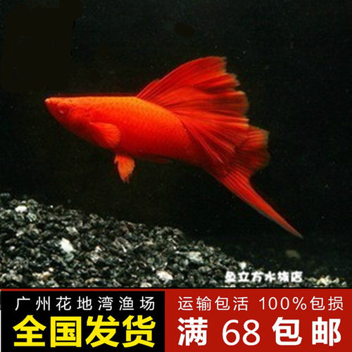 出售活体热带观赏鱼
