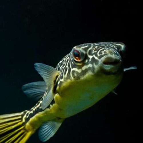 皇冠狗头鱼热带观赏鱼淡水鱼