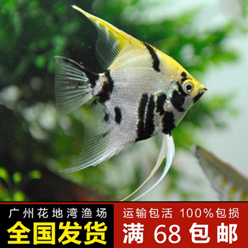 云石神仙鱼熊猫神仙鱼 皇冠神仙鱼 燕鱼 慈鲷 热带观赏鱼 活体