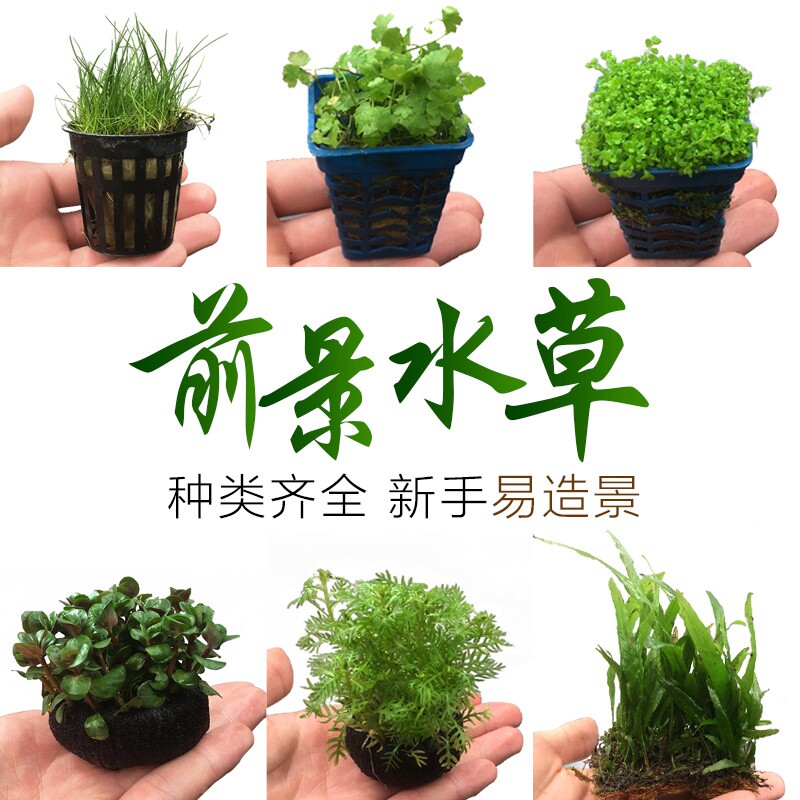 前景水草活体植物迷你矮日本矮牛毛爬地珍珠挖耳草鱼缸草缸造景