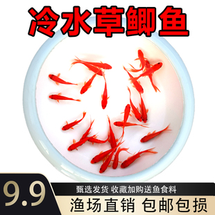 金鱼活鱼红草金耐养的鱼小型观赏鱼苗冷水鱼锦鲤闯缸淡水养活饲料