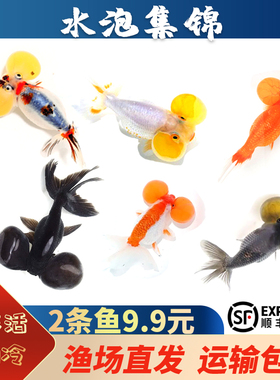 金鱼活体鹤顶红金鱼鸿运当头红狮金鱼红狮头黑龙眼兰寿水泡珍珠鱼