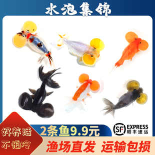 金鱼活体鹤顶红金鱼鸿运当头红狮金鱼红狮头黑龙眼兰寿水泡珍珠鱼