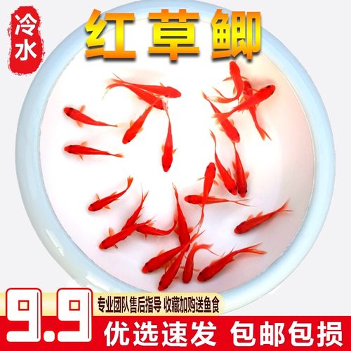 草金鱼活体锦鲫锦鲤活鱼观赏鱼淡水鱼冷水鱼小型鱼苗红鲫鱼花草金