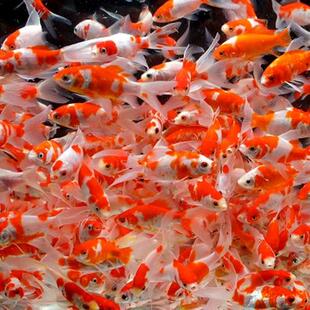 红白草金养耐活淡水鱼草金鱼苗活鱼饲料鱼观赏鱼练手鱼小金鱼草金