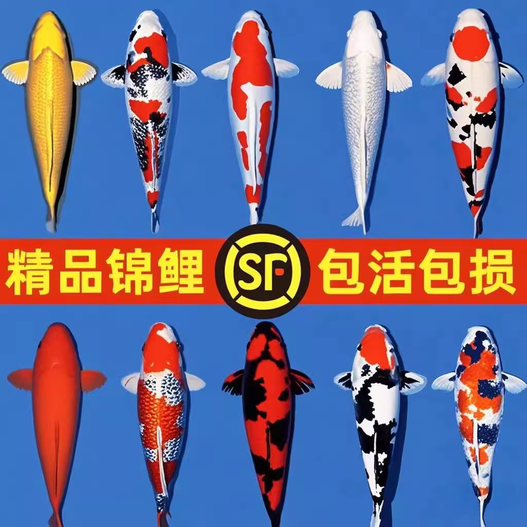观赏锦鲤活体淡水冷水多色混养