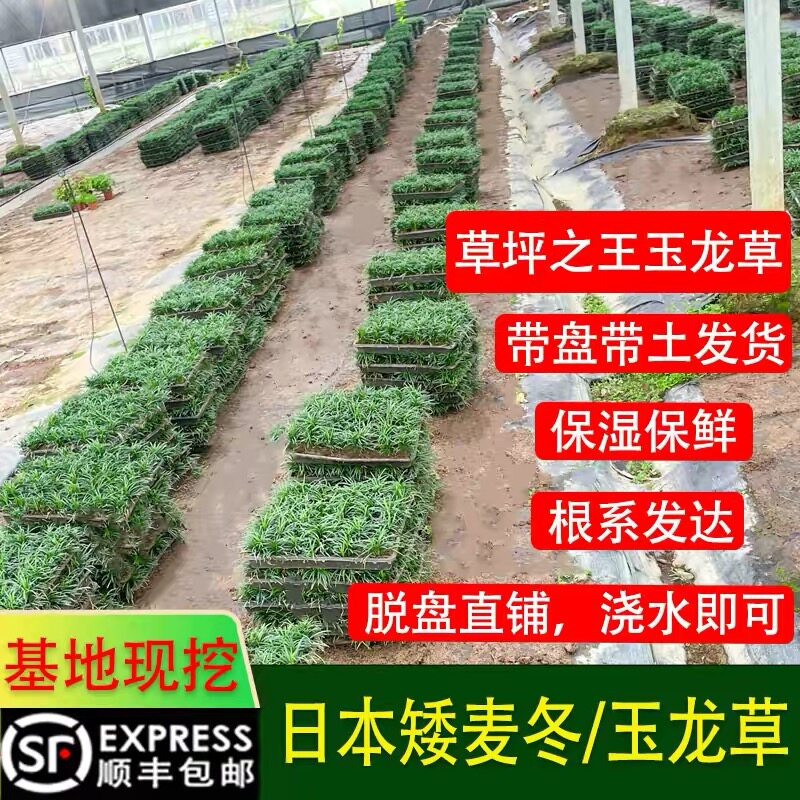 日本矮麦冬苗玉龙草盘苗耐寒四季常青常绿庭院绿化草坪细叶麦冬图片