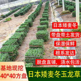 日本矮麦冬苗玉龙草盘苗耐寒四季常青常绿庭院绿化草坪细叶麦冬