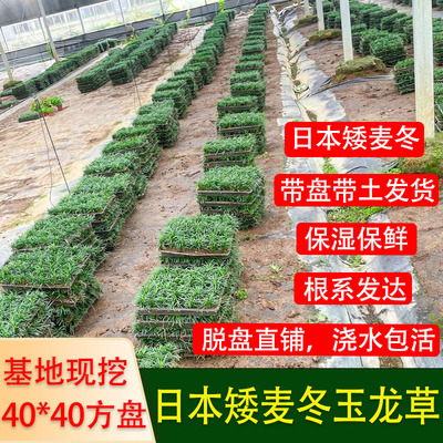 日本矮麦冬苗玉龙草盘苗耐寒四季常青常绿庭院绿化草坪细叶麦冬